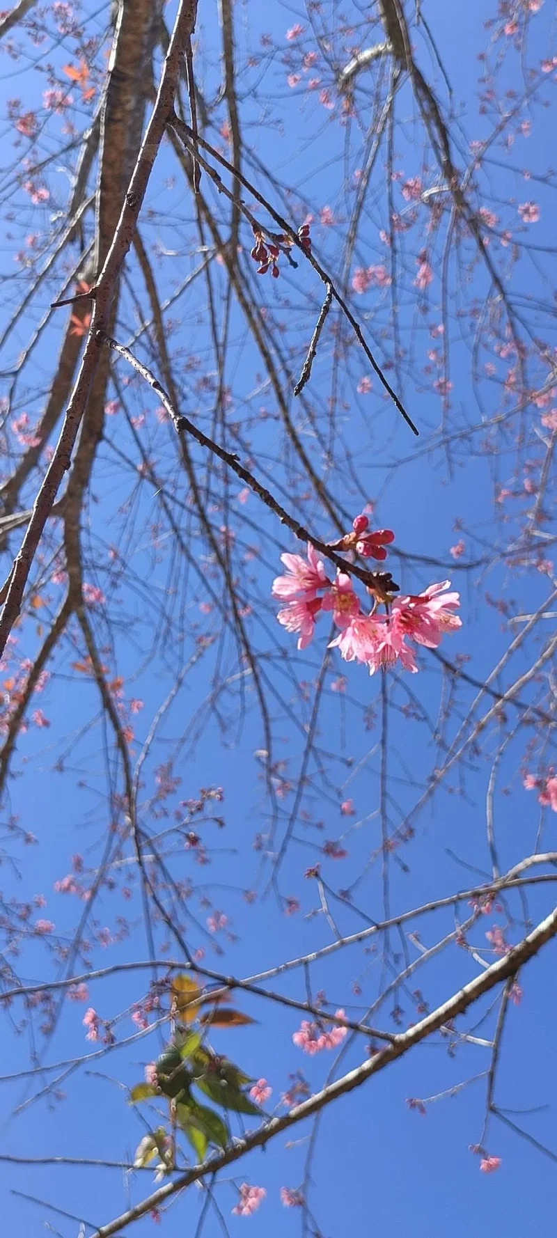 Yêu tết hơn với Hình nền cây cảnh tết