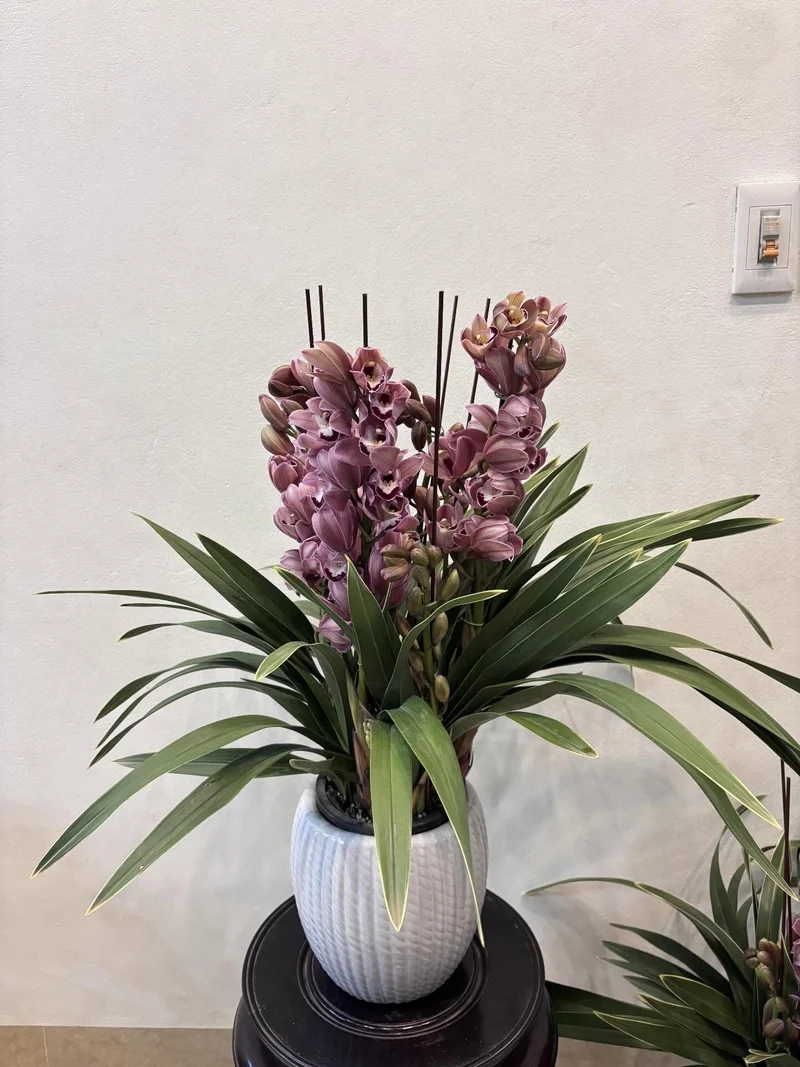 Hình nền cây cảnh tết dành cho người yêu xuân