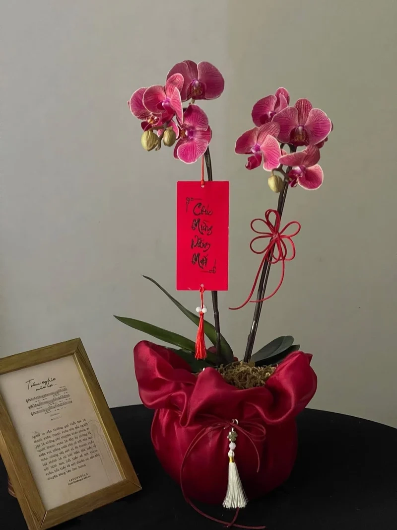 Hình nền hoa tết miễn phí tải nhanh dùng ngay